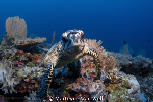 "Here is looking at you"; a juvenile hawksbill turtle tak... by Marteyne Van Well 